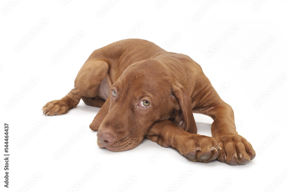 Hundewelpe Magyar vizsla Jagdhund Freisteller Hundewelpe Magyar vizsla Jagdhund Freisteller