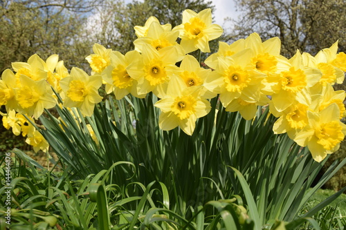 Fototapeta Naklejka Na Ścianę i Meble -  Leuchtend gelbe Osterglocken