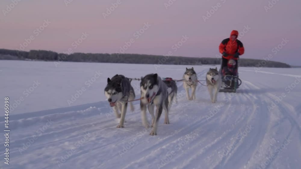 Hasky dog ride. Early morning sunrise. Winter cold frozen lake. Gimbal unique footage. North Siberia arctic Hasky dog ride. Early morning sunrise. Winter cold frozen lake. Gimbal unique footage. North Siberia arctic