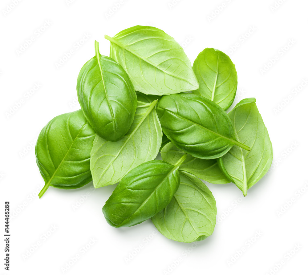 Obraz premium Basil Leaves Isolated on White Background