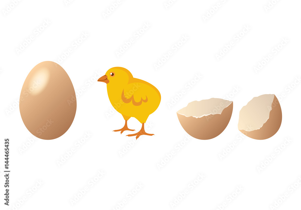 Chicken and egg vector. Cute chick hatching. Cartoon chicken. Easter  illustration Stock Vector | Adobe Stock