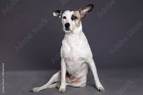 Mixed Breed Dog Studio Portrait