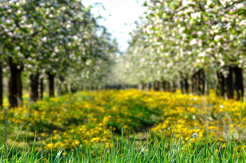 blossoming apple tree in orchard,spring theme,shallow dof