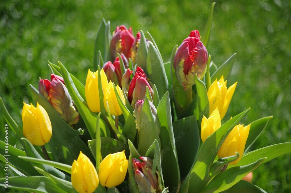 Obraz premium kolorowe tulipany