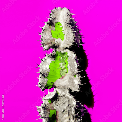 Cactus. Creative design. Minimal fashion art gallery photo