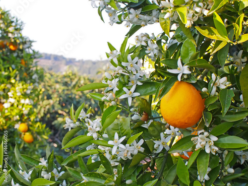 Valencian orange and orange blossoms. Spring