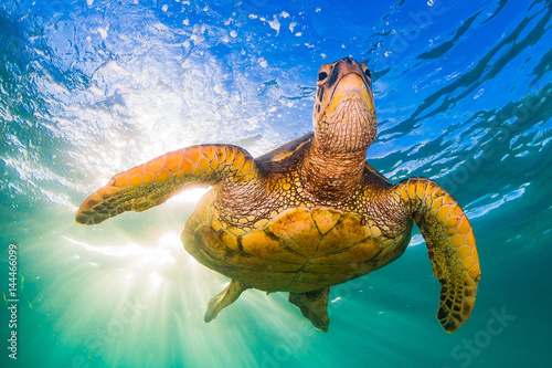 Endangered Hawaiian Green Sea Turtle Cruising in the warm waters of the Pacific Ocean © shanemyersphoto