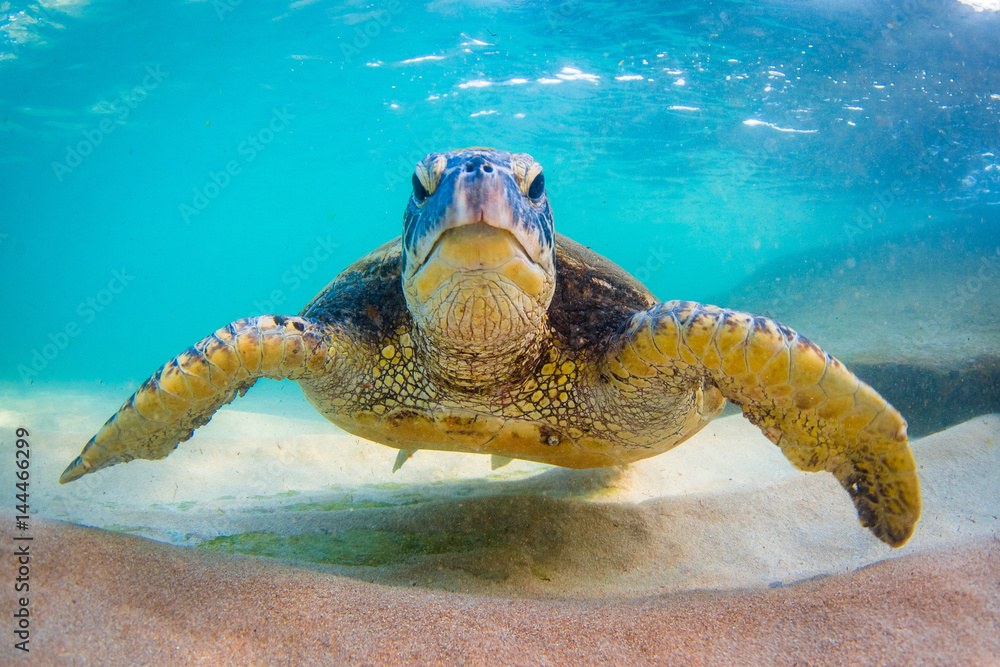 Obraz premium Endangered Hawaiian Green Sea Turtle Cruising in the warm waters of the Pacific Ocean