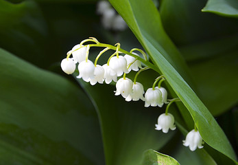 Acrylglasbilder Maiglöckchen Convallaria majalis im Frühlingswald  © svf74