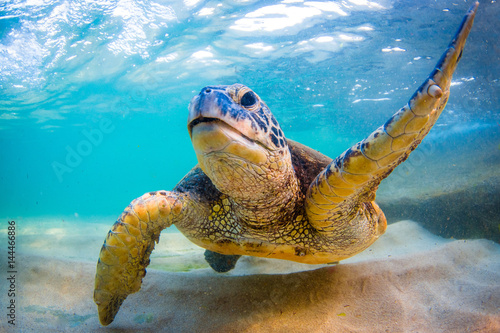 Zagrożony hawajski żółw morski zielony Podróżujący w ciepłych wodach Oceanu Spokojnego