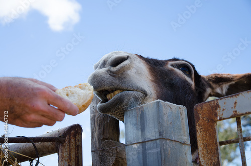 Curious stare of a donkey who is about to eat a piece of bread offered by a visitor. close-up. of muzzle and nose photo