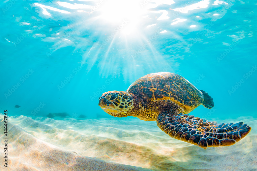 Obraz premium Endangered Hawaiian Green Sea Turtle Cruising in the warm waters of the Pacific Ocean