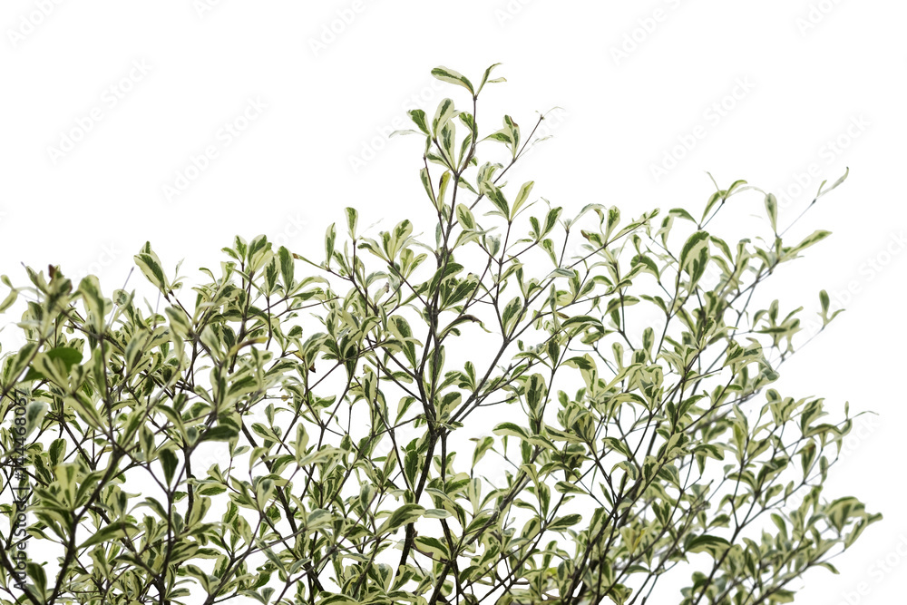 Green tree isolated on white scene, green foliage background Green tree isolated on white scene, green foliage background