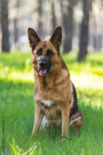 German shepherd dog sitting in forest © marcin jucha