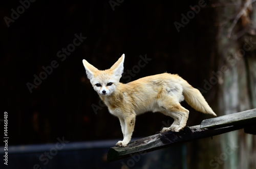 Cute Fennec fox cubs