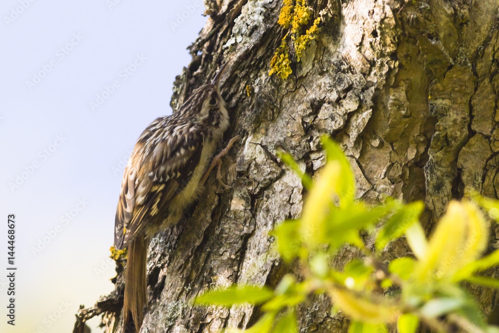 Fototapeta premium Waldbaumläufer (Certhia familiaris)