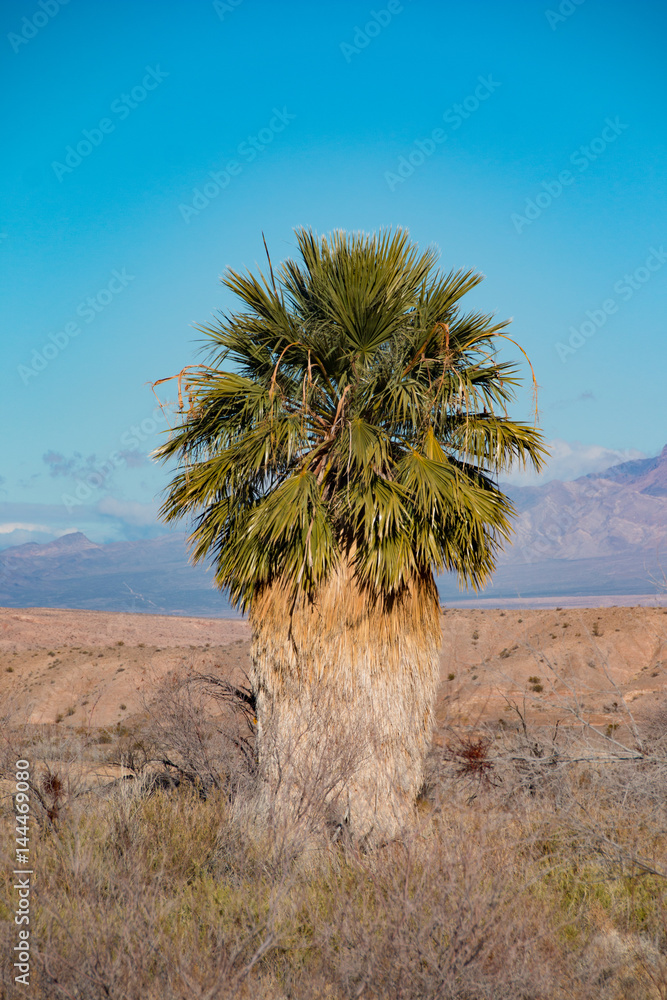Obraz premium Washingtonia filifera palm in Nevada, Lake Mead national recreation area