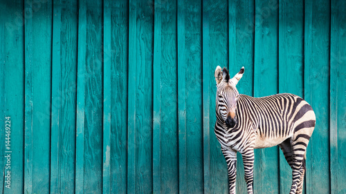 Fotografia Zebra in Front of a Teal Wall