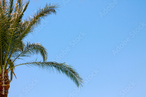 Пальма на фоне неба