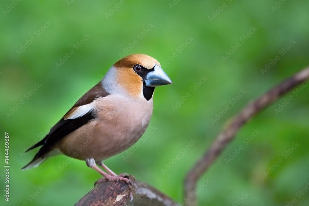 Coccothraustes coccothraustes, Hawfinch, sitting on a branch moss-grown. Wildlife. Europe, country slovakia. Coccothraustes coccothraustes, Hawfinch, sitting on a branch moss-grown. Wildlife. Europe, country slovakia.