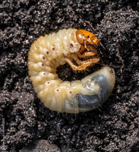 White grub cockchafer against the background of the black soil. Agricultural pest.
