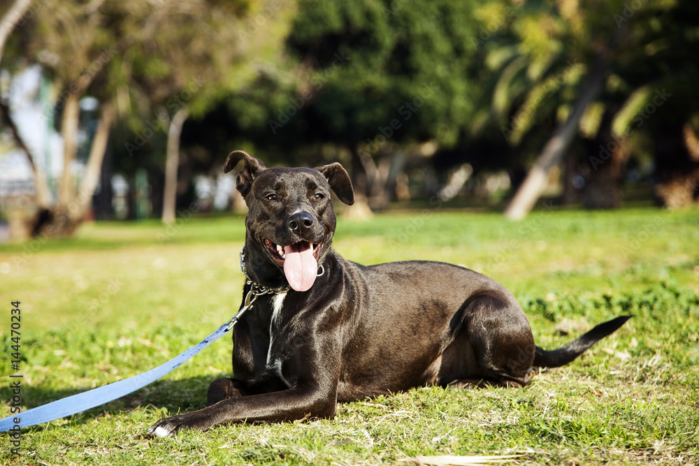 Mixed Pitbull Dog Portrait at the Park Mixed Pitbull Dog Portrait at the Park