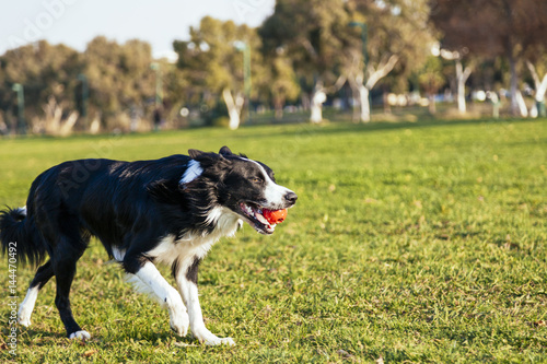 Dog Fetching in the Park