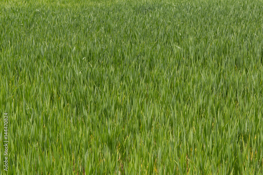 Green field cereal grass lawn garden plants Green field cereal grass lawn garden plants