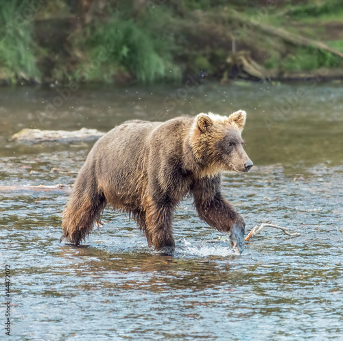 Kamchatka brown bear catches fish in the river Dvukhyurtochnaya - Kamchatka, Russia photo