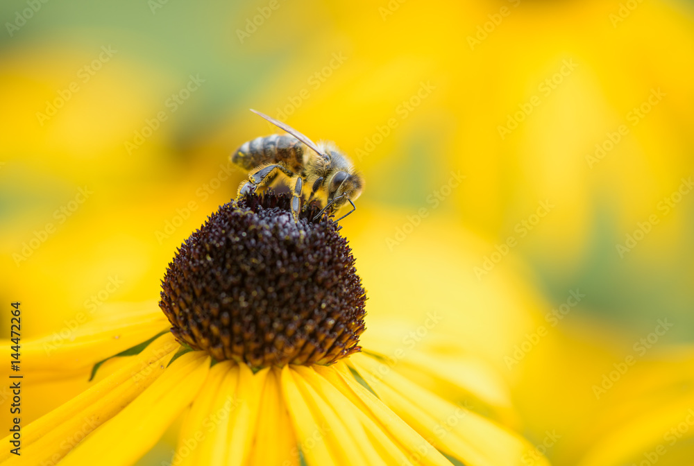 Bee on Black-Eyed Susan. Defocused nature background. Bee on Black-Eyed Susan. Defocused nature background.