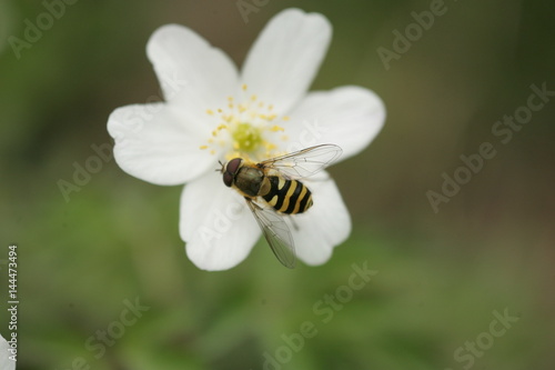 Syrphe du Groseillier (Syrphus ribesii)