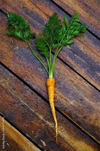 A single freshly picked wild carrot on top of a wooden table