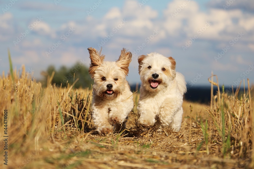 kleine hunde rennen durch ein stoppelfeld