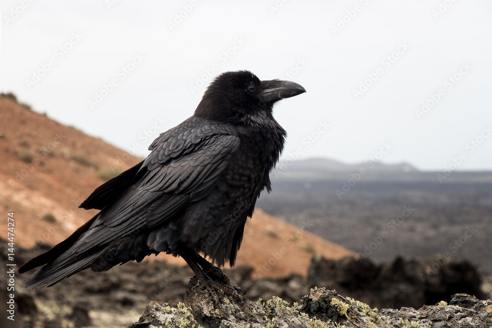 Fototapeta premium commen raven at vulcano landscape near Mancha Blanca Lanzarote