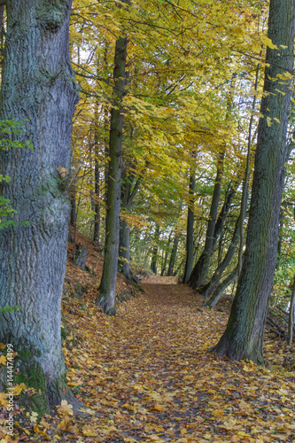 walkway in autumn