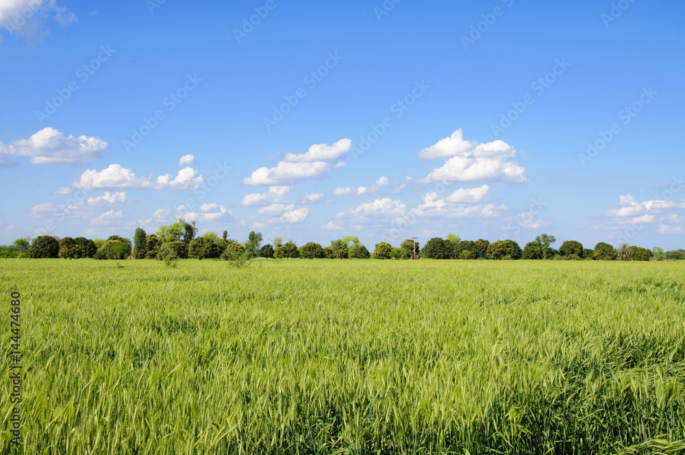green wheat field in the countryside 