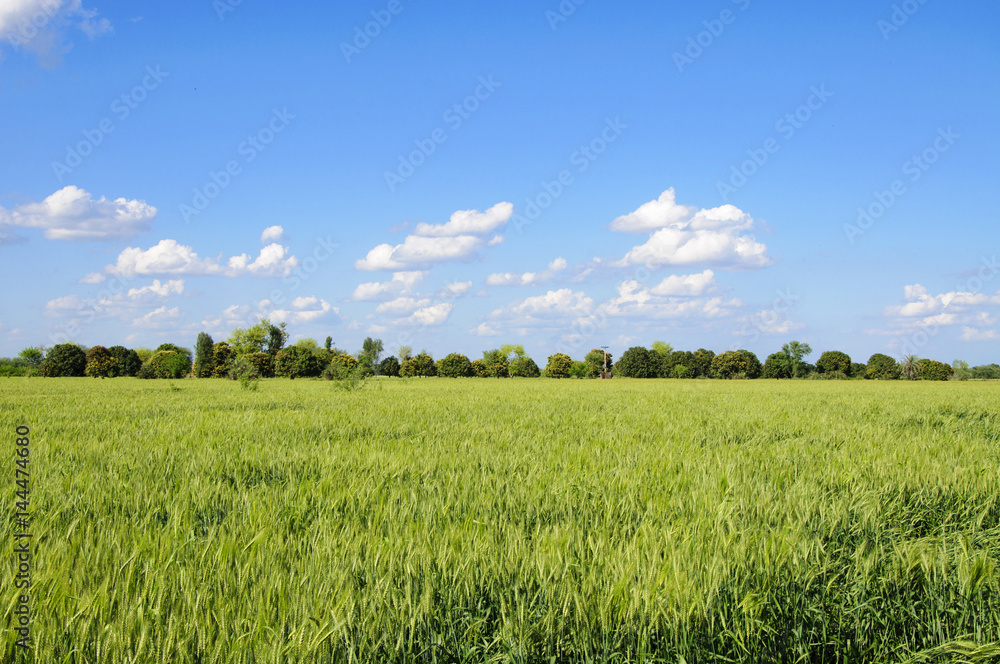 green wheat field in the countryside green wheat field in the countryside
