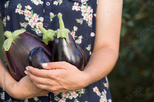 Closeup of big organic eggplants in woman's hands. Farming and gardening. Healthy food concept