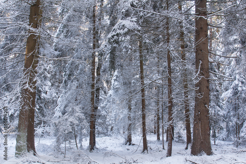 Fototapeta premium Forest in Bavaria
