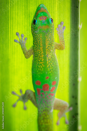 Madagascar Gold-Dusted Green Gecko