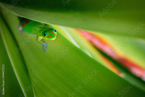 Madagascar Gold-Dusted Green Gecko