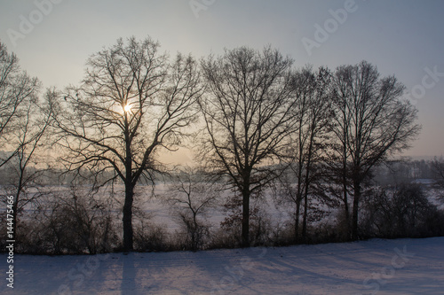 Forest in Bavaria