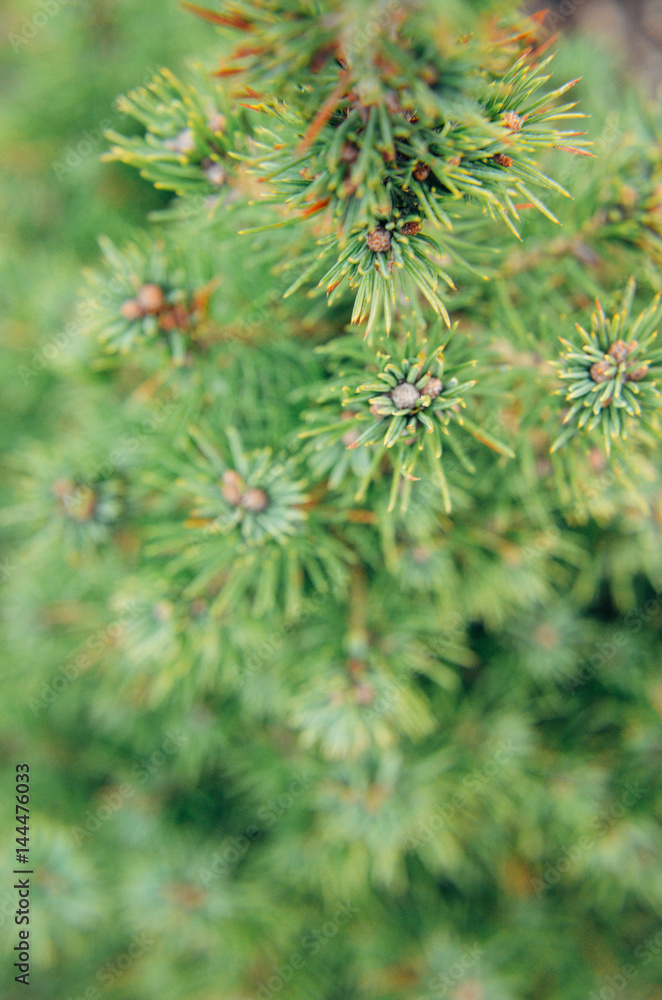 Canadian spruce conic, beautiful green tree