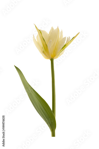 Single yellow tulip. Single yellow tulip isolated on a white background.