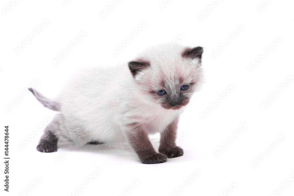 Siamese kitten with blue eyes looks down. Isolated on white background.