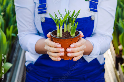 gardener woman holding potted plant in her hands,close-up, standing in a greenhouse. Growing domestic flowers