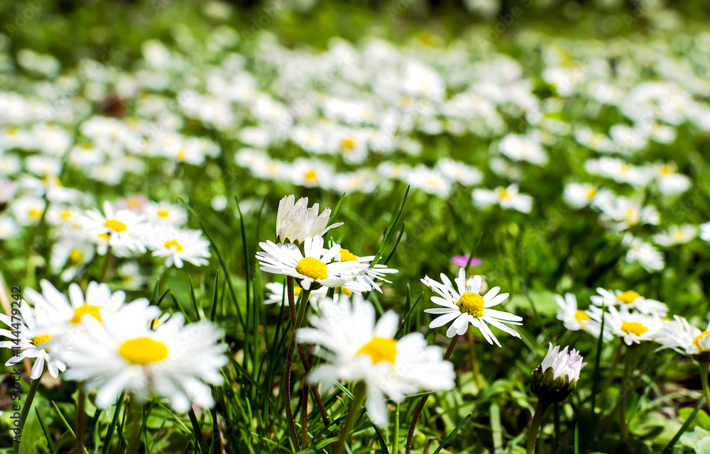 Obraz premium Spring daisy