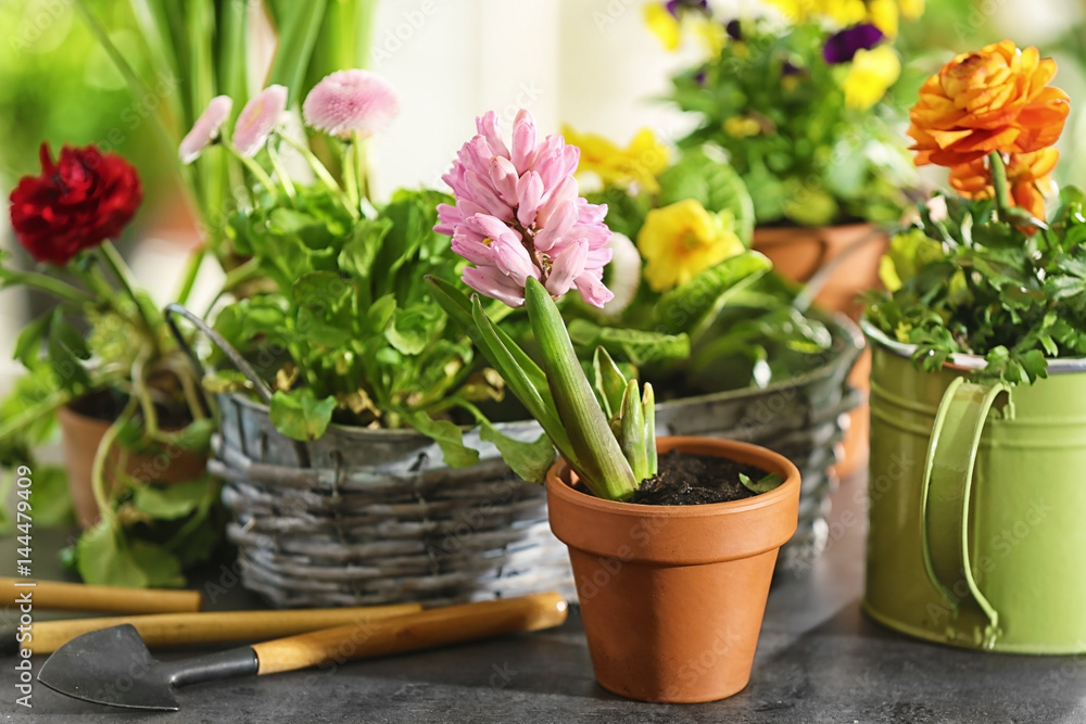 Beautiful plants and gardening tools on table