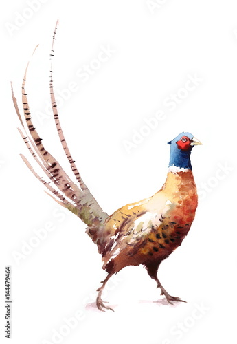 Photo Pheasant Watercolor Bird Hand Painted Illustration isolated on white background
