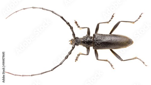 Capricorn beetle Cerambyx scopolii isolated on white background, dorsal view of long-horned beetle. photo